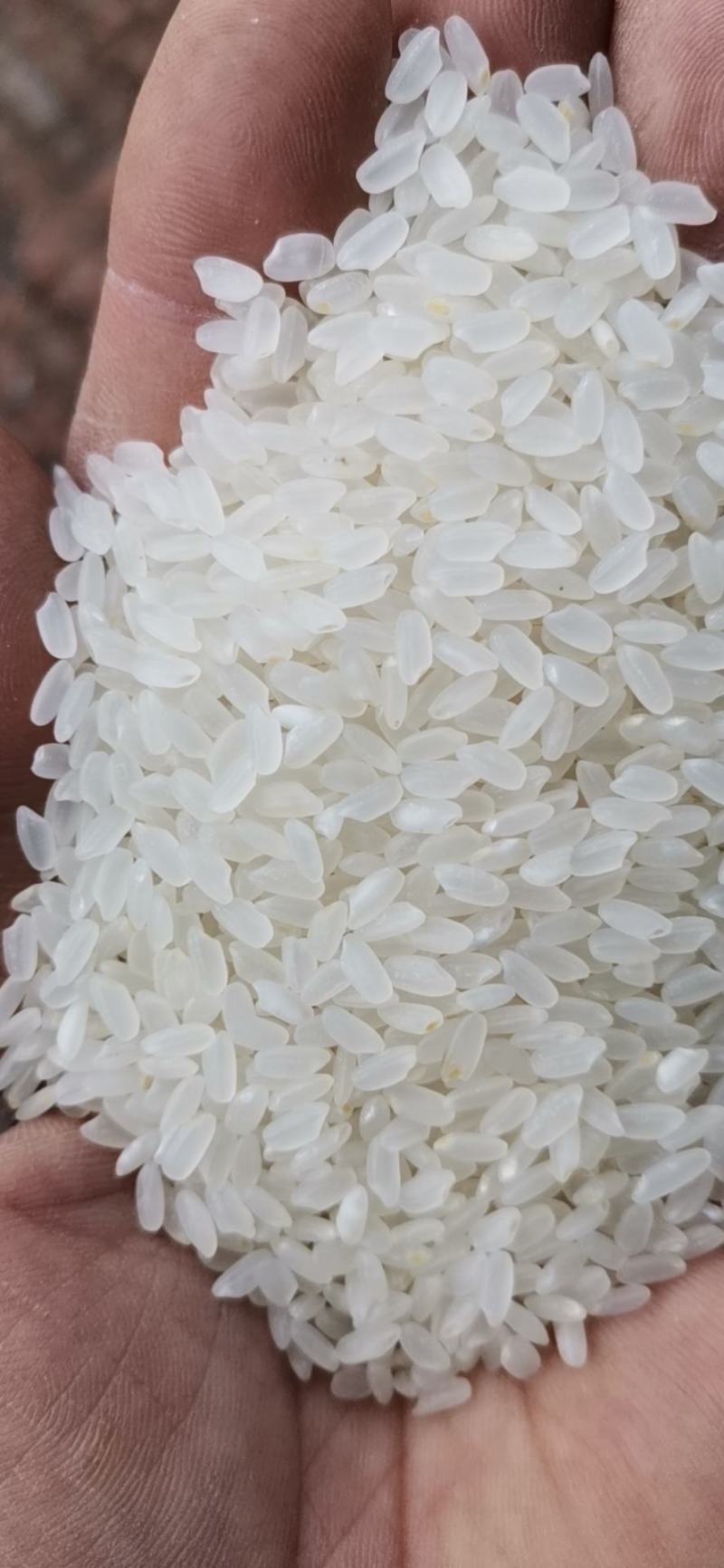 黄豆批发市场动态分析