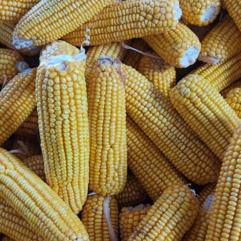 如何选购优质黄豆批发商品？一份全方位的指南