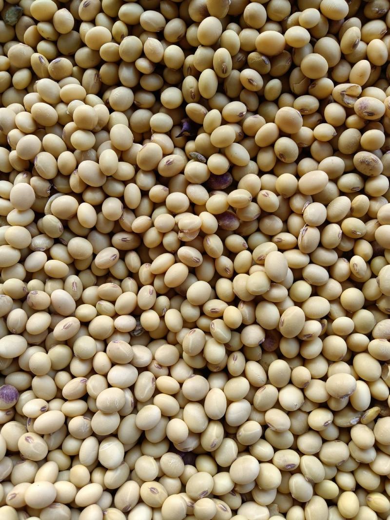黄豆批发